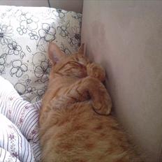 Blanding af racer Hannibal