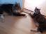 Maine Coon Mads