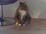 Maine Coon Mads