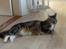 Huskat Monty