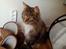 Maine Coon Mads