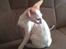 Cornish Rex DK Felis Schwencke Eowyn *Baby Boogie* - *Dette billede er lånt fra avler*