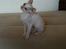 Cornish Rex DK Felis Schwencke Eowyn *Baby Boogie* - Sikke fin hun er :)
*Dette billede er lånt fra avler*