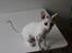 Cornish Rex DK Felis Schwencke Eowyn *Baby Boogie* - Det andet billede jeg selv tog af hende her da hun lige var kommet, der skal nok komme flere, men hun skal liiige falde til :)