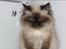 Colorpoint pusle