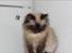 Colorpoint pusle