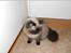 Colorpoint pusle