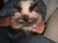 Colorpoint pusle
