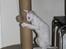 Cornish Rex DK Felis Schwencke Eowyn *Baby Boogie* - Lille pien' leger :)