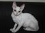 Cornish Rex DK Felis Schwencke Eowyn *Baby Boogie* - <3