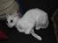 Cornish Rex DK Felis Schwencke Eowyn *Baby Boogie* - hihi, er hun ikke bare sød?