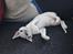 Cornish Rex DK Felis Schwencke Eowyn *Baby Boogie* - Boogie som hun er kaldt nu :)
min smukke pige ..