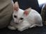 Cornish Rex DK Felis Schwencke Eowyn *Baby Boogie* - lille musen ..