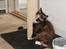 Maine Coon Kahlua