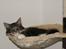 Maine Coon Dooley