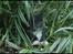 Norsk Skovkat DK SHAGGYTAIL'S EVELINA - Tit tit kan du ikke se mig, jeg er jo lige her ;O)