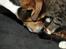 Huskat Mille og hendes killinger