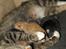 Huskat Mille og hendes killinger