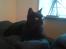 Huskat Mis