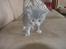Huskat Pixie - 4 uger
