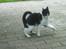 Huskat Baby (/Feya)  23/6-2006 - 28/7-2018.  - For fuld speed.. 