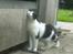 Huskat Baby (/Feya)  23/6-2006 - 28/7-2018.  - kæææææælllleeee.... 