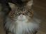 Maine Coon Krammedyret Yankie Bar - Yankies smukke far