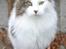 Maine Coon Krammedyret Yankie Bar - Yankies lækre mor 