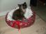 Maine Coon Amanda (er drægtig) - Amanda i hendes nye seng:)