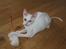 Cornish Rex DK Felis Schwencke Eowyn *Baby Boogie* - Baby leger med drillepind :)