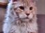 Maine Coon FireBoy