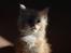 Maine Coon FireBoy