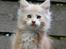 Maine Coon FireBoy