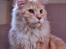 Maine Coon FireBoy