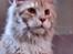 Maine Coon FireBoy