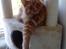 Maine Coon Joe the Bandit (Bandit)