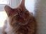 Maine Coon Joe the Bandit (Bandit)