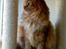 Maine Coon Joe the Bandit (Bandit)