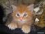 Maine Coon Joe the Bandit (Bandit)