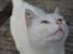 Huskat Perle