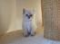 Ragdoll DK Vandoll Incredible Iris - Iris 6 uger gammel