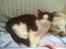Huskat Figaro