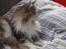 Maine Coon Choko