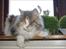 Maine Coon Choko