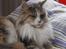 Maine Coon Choko