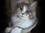 Maine Coon Choko