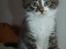 Maine Coon Krammedyret Yankie Bar