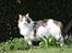 Maine Coon Timon - Timon år 2011. er blevet en stor dreng på 9 kg