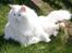 Maine Coon Pumba - Pumba 2011. vores største basse i flokken. 10 kg velvoksen kælemis