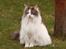 Maine Coon Bianca - Bianca 2011. Flokkens Dronning :o)